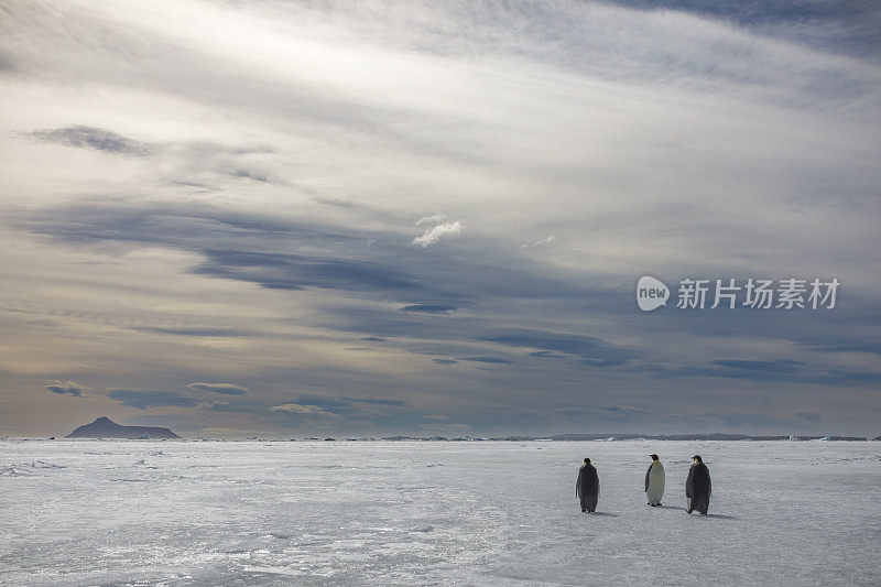 帝企鹅(Aptenodytes forsteri)，在南极半岛威德尔海的坚冰上。